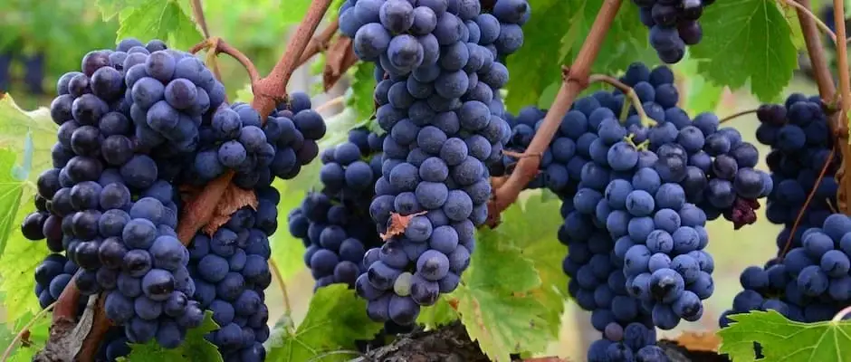 Grapes for making wine is just out of heaven